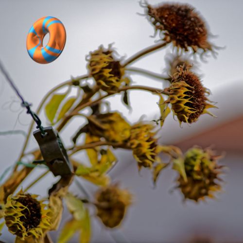 Les tournesols
