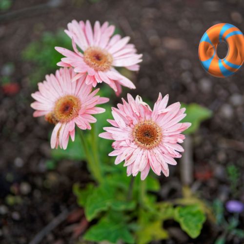Trois fleurs