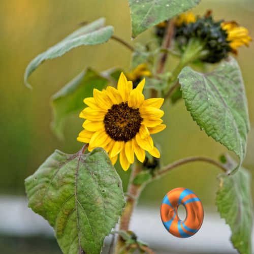 Une fleur
