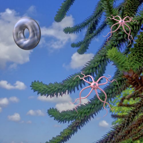 Deux araignées