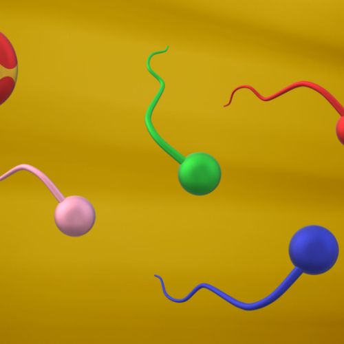 Fiesta chez les gamètes !